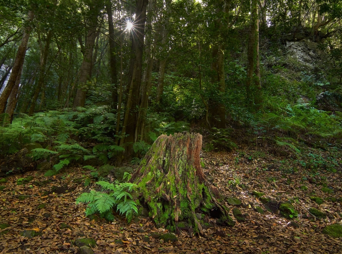 José Fernández Arozena 📸 ‘retrata’ el Cubo de La Galga 🌳🌲 alzándose con el primer premio 🏆de Turisfoto 